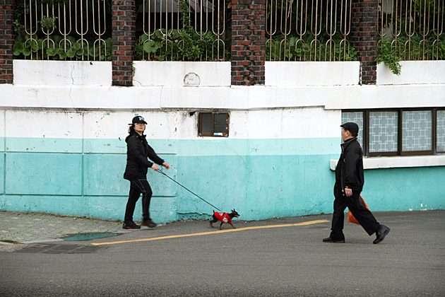 Walking Dog Korea