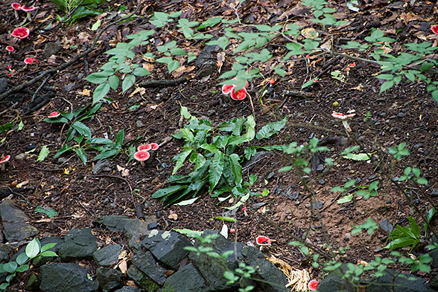 The Grand Children's Park 26 Red Mushrooms Korea