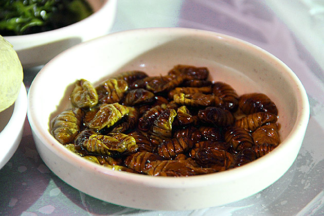 Silk Worm Larvae Korea
