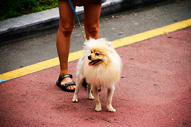 Dog Busan