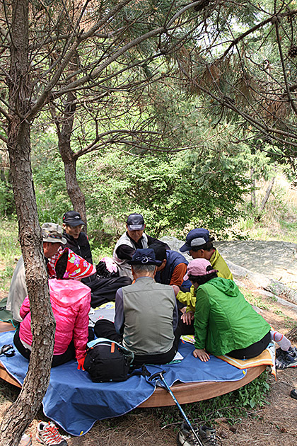 Playing Cards in The Woods