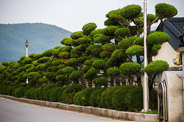 Bush Art