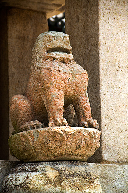Korean Lion