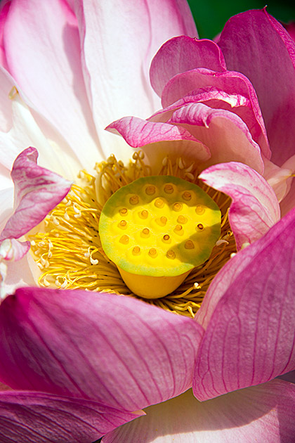 Korean Lotus