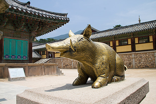 Korean Pig