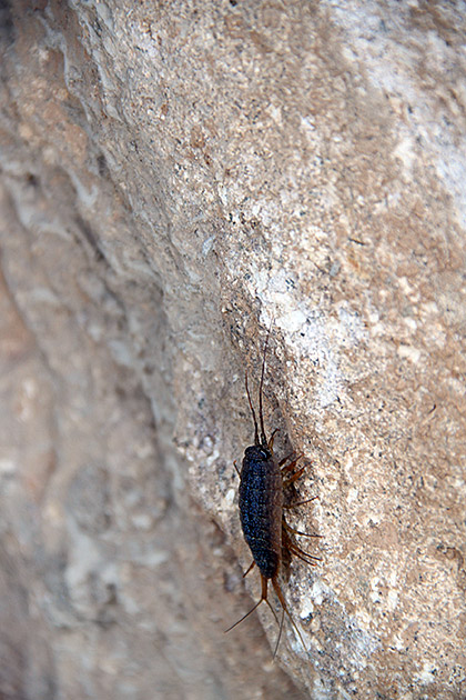 Hiking through Igidae Park 14 Little Stonkers