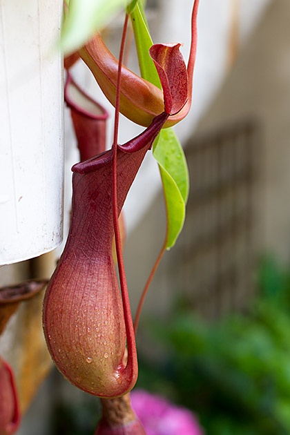 Meat Eating Plant
