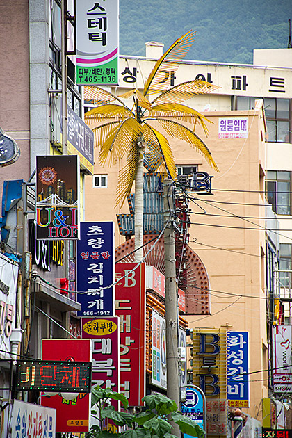Palm Tree in Korea