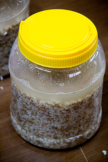Makgeolli Fermenting