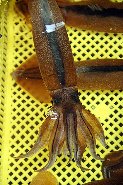 Live Squid
