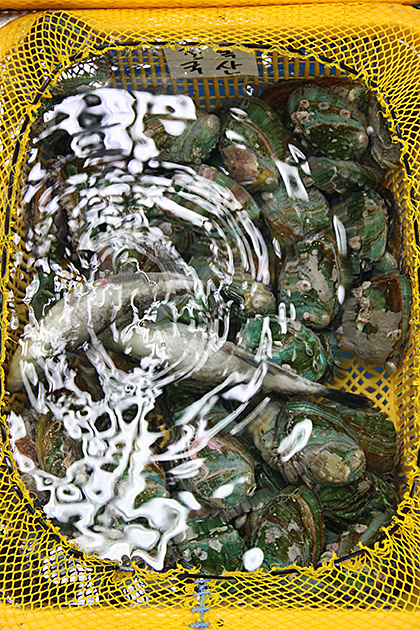 Raw Fish Market Busan