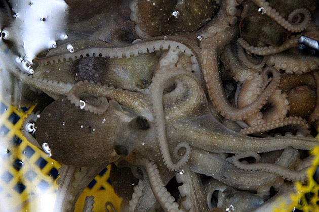 Raw Octopus