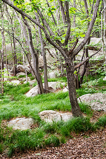 Korean Tree
