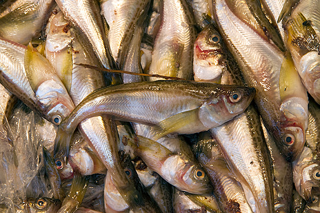 Fresh Fish Korea
