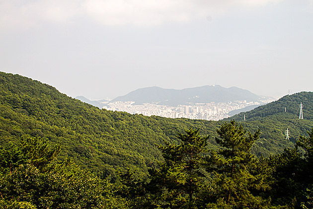 Busan Forrest