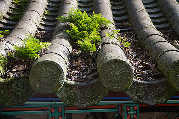 Nature Green Plant Roof