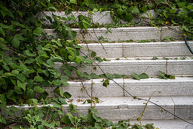 Nature Taking Over