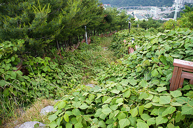 Secret Path Korea