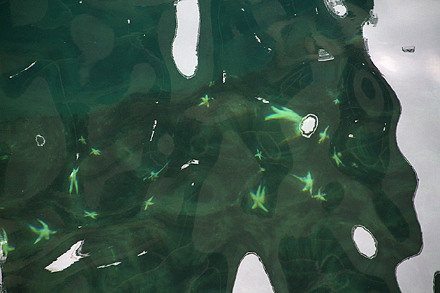 Star Fish Korea