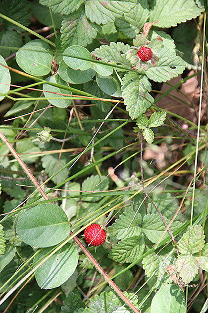Wild Strawberries Busan