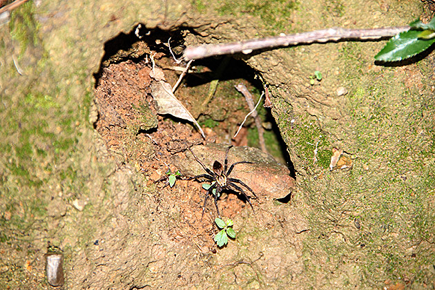 Scary Ass Spider
