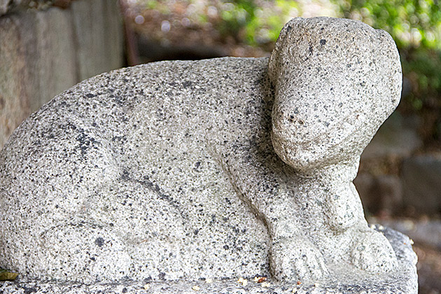 Koeran Dog