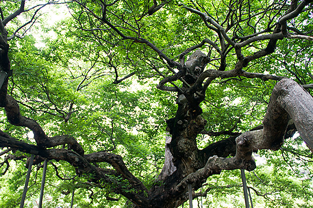 Super Old Tree
