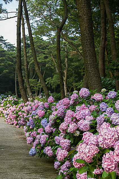 Flower Walk