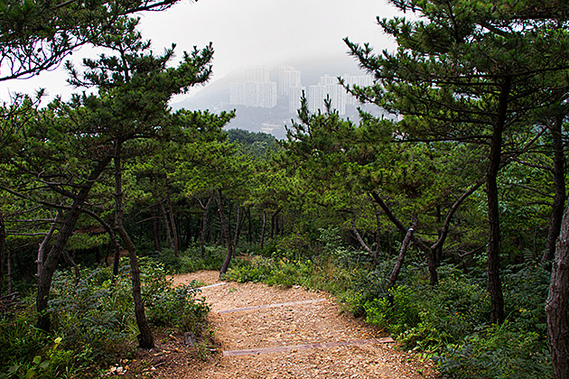 Foggy Hike