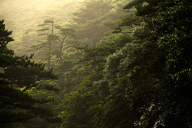 Moody Beauty Korea