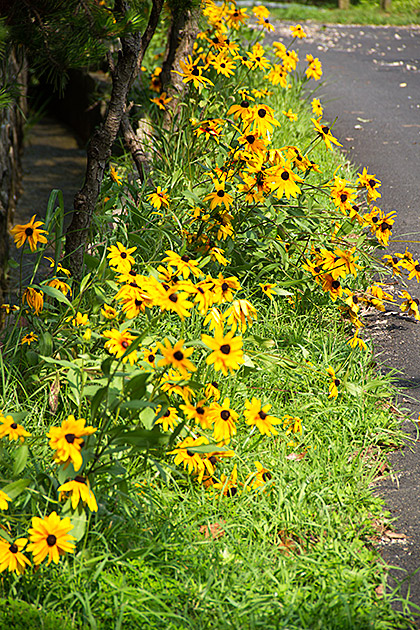 Yellow Flowers