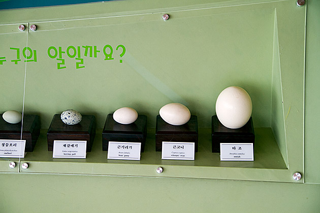 The Eulsukdo Island Bird Sanctuary 15 Birdy Eggs