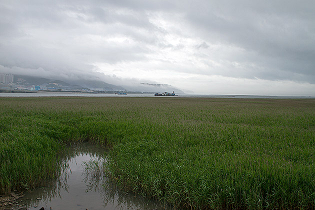 The Eulsukdo Island Bird Sanctuary 1 Korea is Beautiful