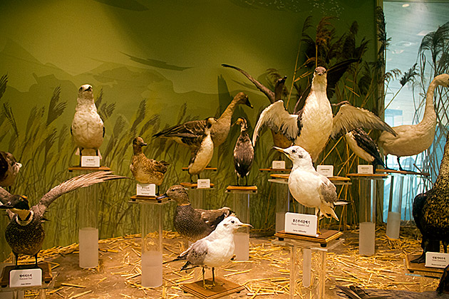 The Eulsukdo Island Bird Sanctuary 13 Korean Birds