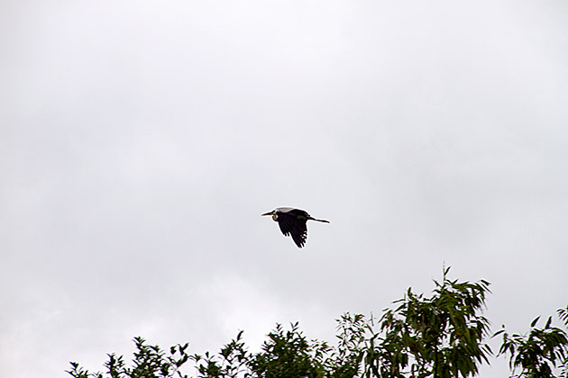 The Eulsukdo Island Bird Sanctuary 27 Korean Stork