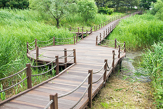 The Eulsukdo Island Bird Sanctuary 20 Nature Walk Korea