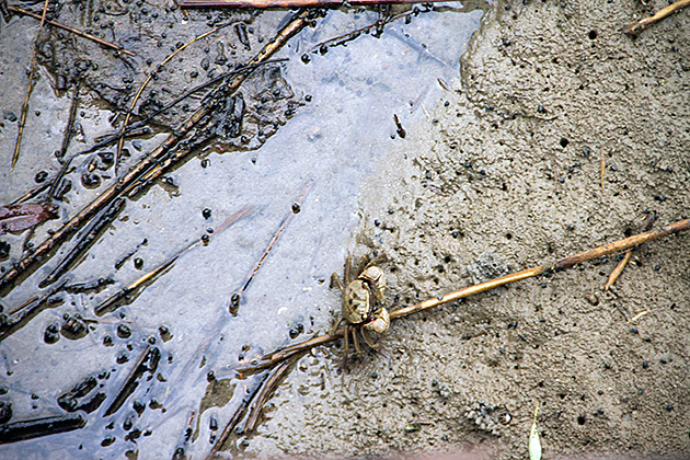The Eulsukdo Island Bird Sanctuary 25 Oh Crab