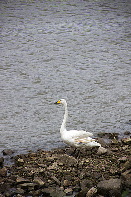 The Eulsukdo Island Bird Sanctuary 26 Old Goose