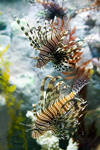Deadly Fish Korea