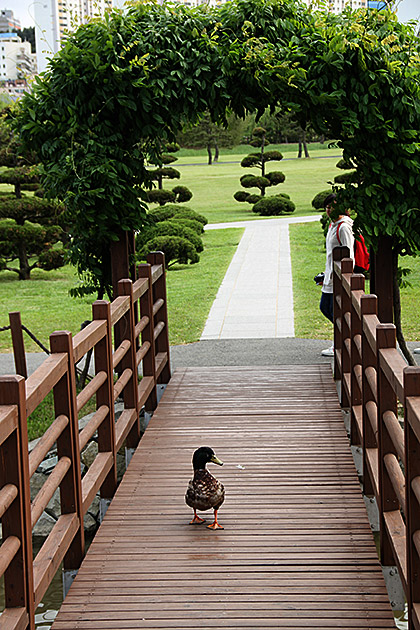 Ducks Busan