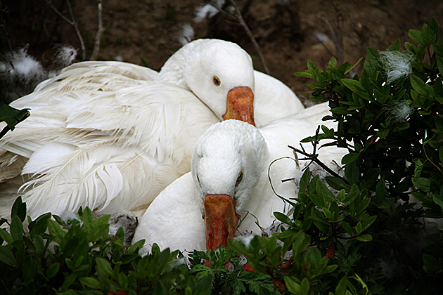 Korean Swans