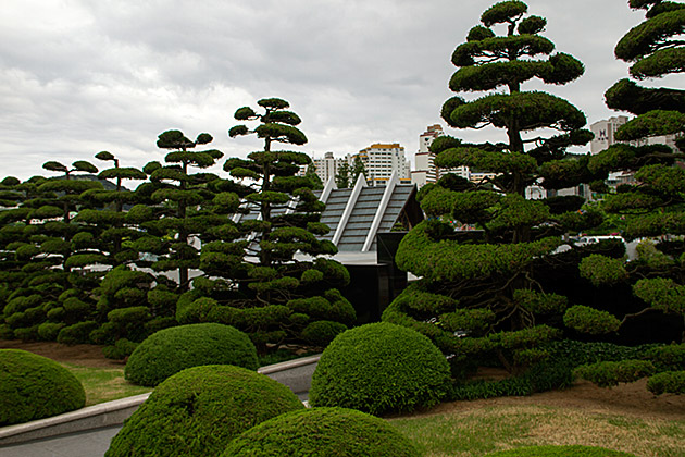 Nibaki trees
