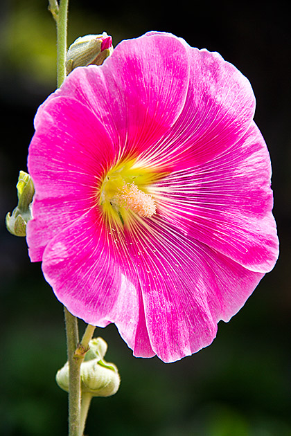 Amazing Flower Picture