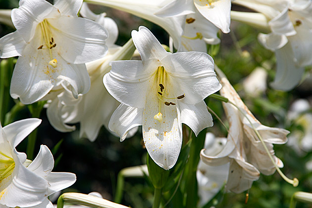 Korea Flora