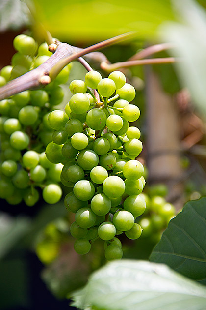 Korean Wine