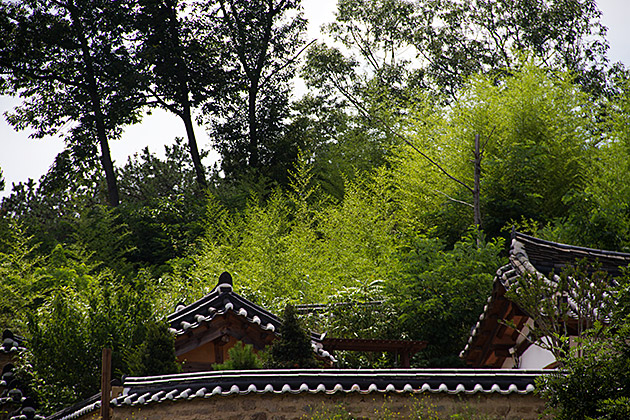 Yangdong Bamboo