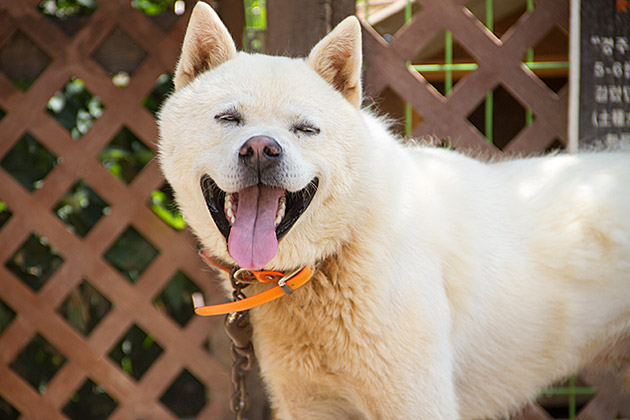 Yangdong Dog