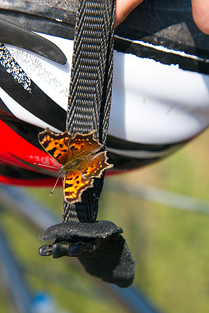 Biking the Hiawatha Trail 19 Bike Butterfly