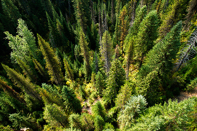 Biking the Hiawatha Trail 23 Idaho Trees