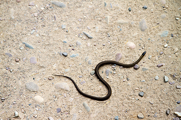 Biking the Hiawatha Trail 17 Snakes In Idaho